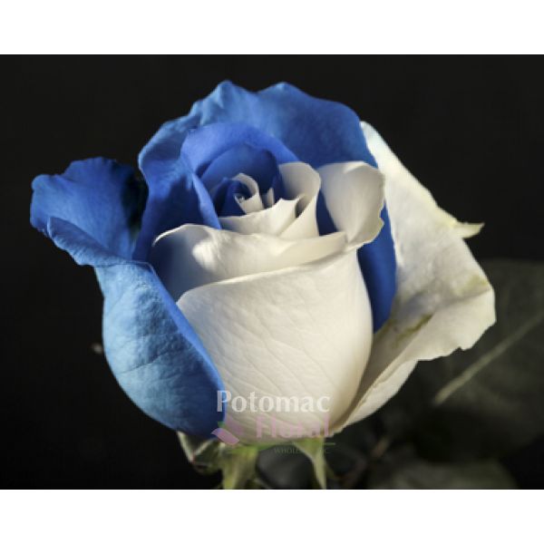 Sand & Sky Tinted white, blue Rose, 60 cm - Potomac Floral